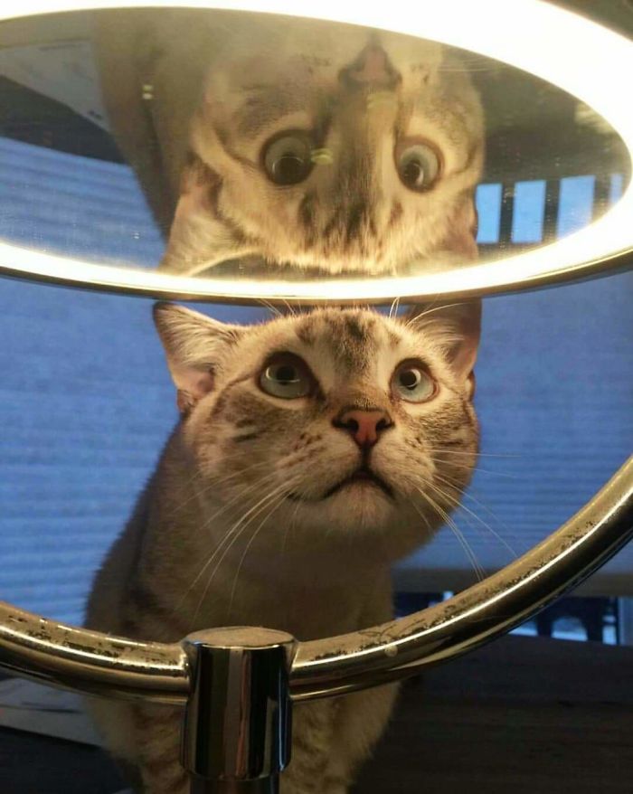 30 Pets That Discovered Mirrors