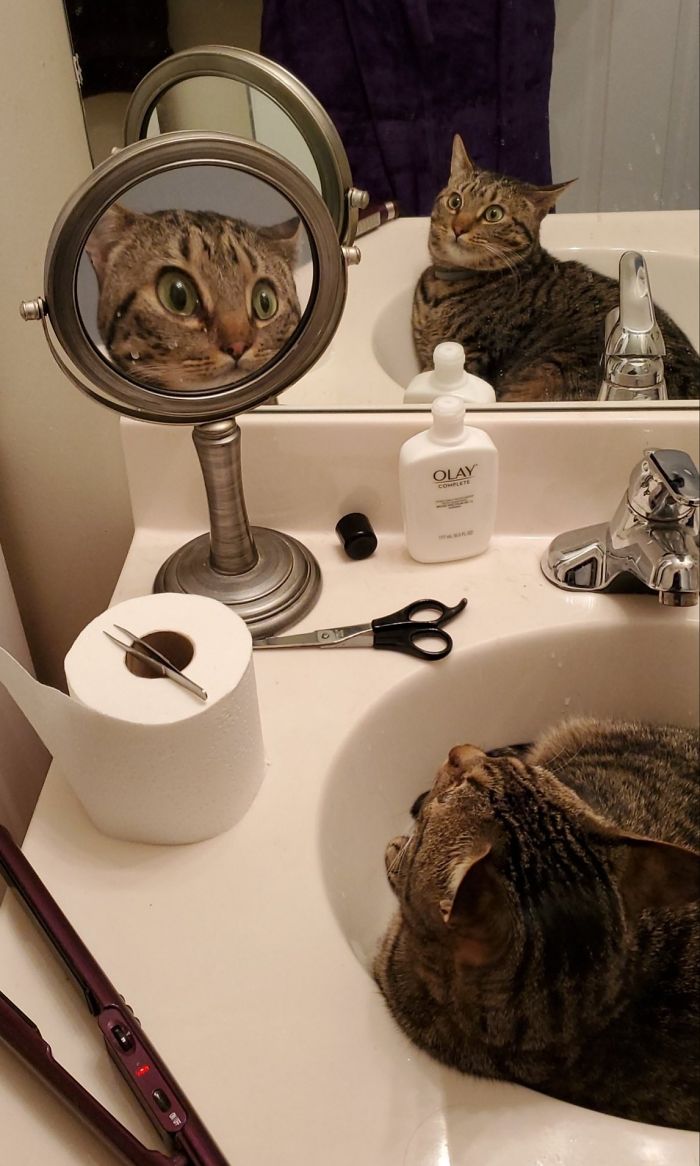 30 Pets That Discovered Mirrors
