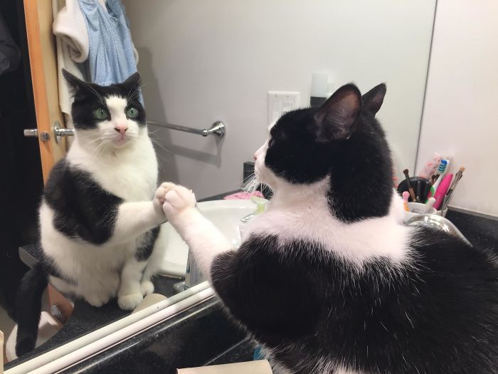 30 Pets That Discovered Mirrors