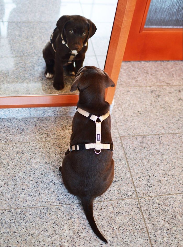 30 Pets That Discovered Mirrors