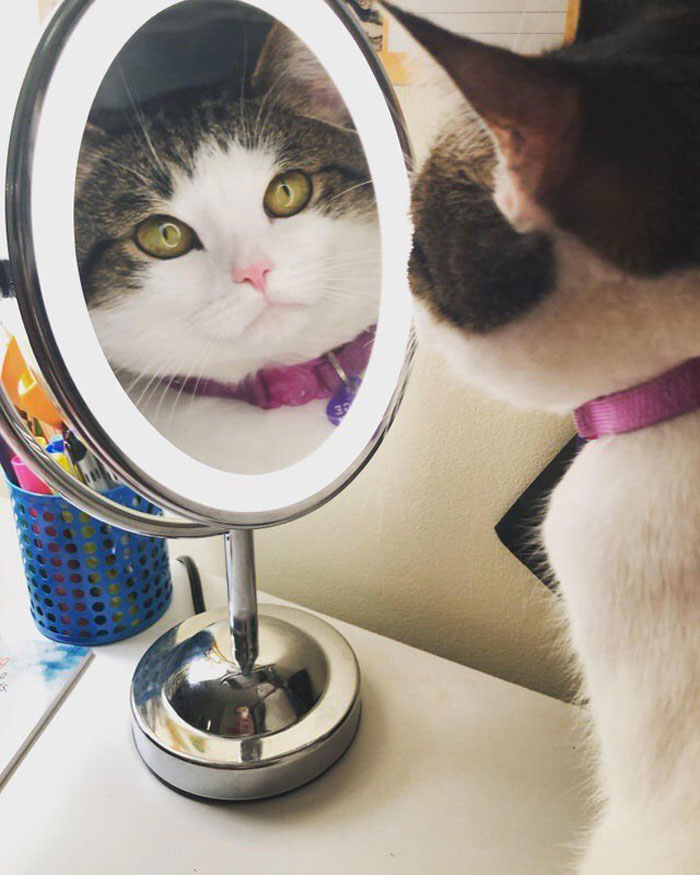 30 Pets That Discovered Mirrors