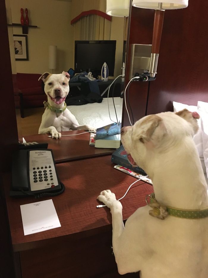 30 Pets That Discovered Mirrors