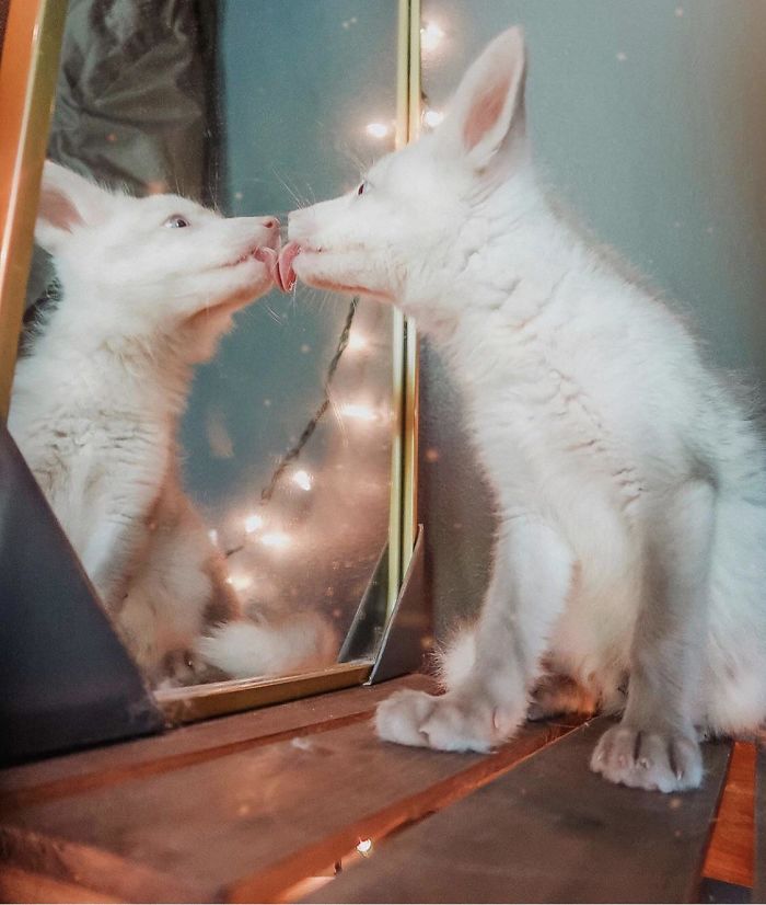30 Pets That Discovered Mirrors