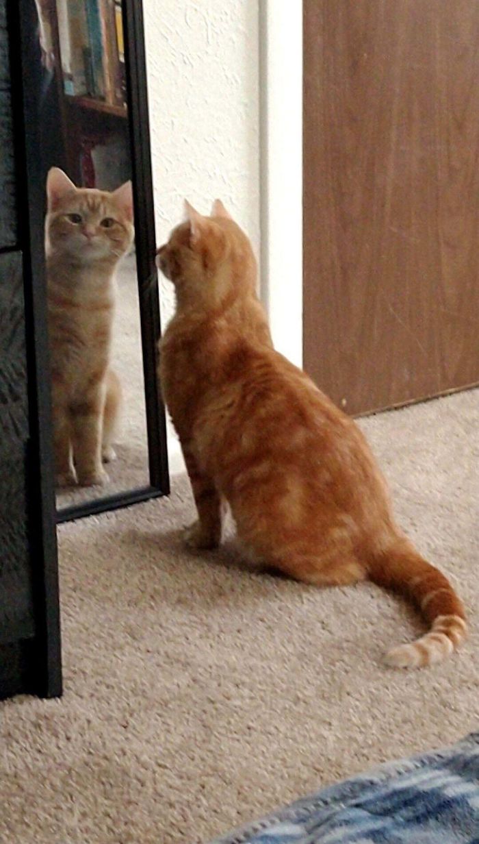 30 Pets That Discovered Mirrors