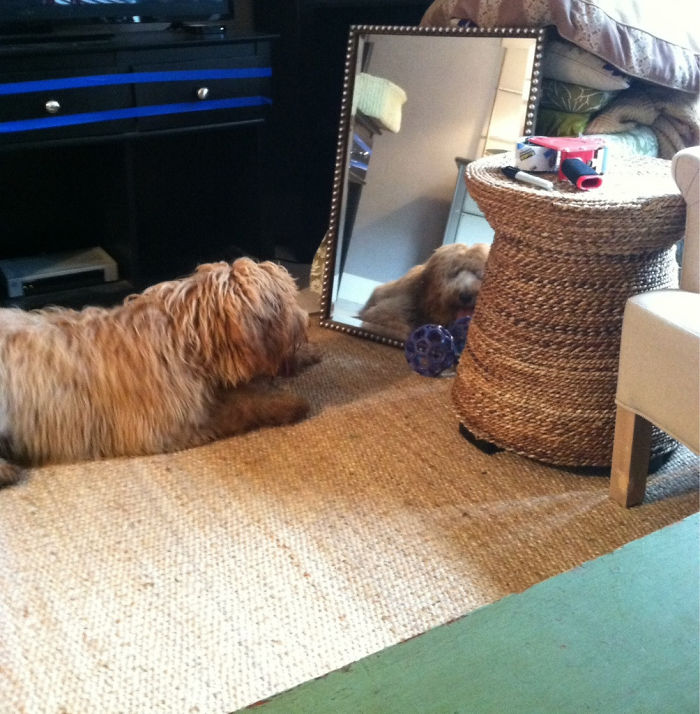 30 Pets That Discovered Mirrors