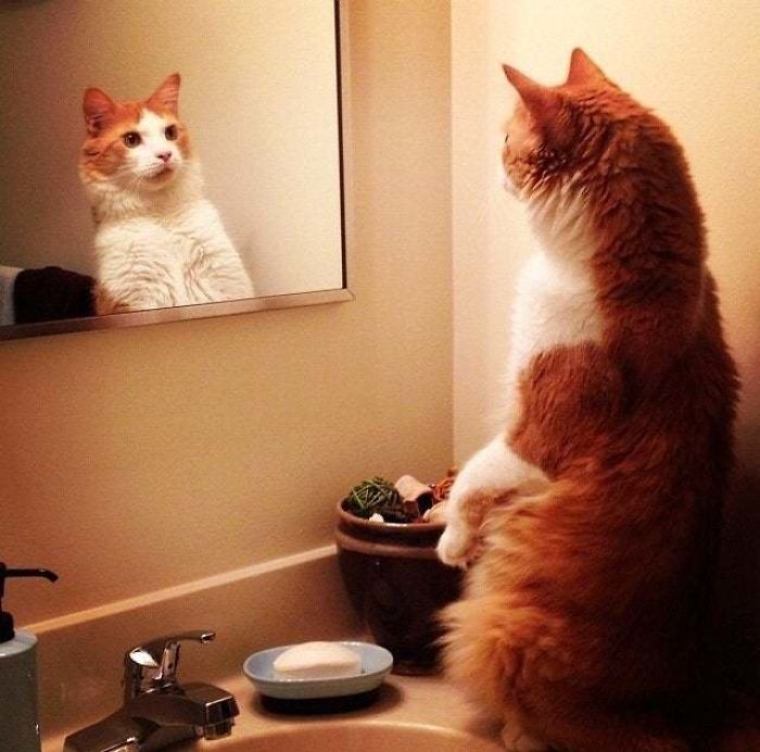 30 Pets That Discovered Mirrors