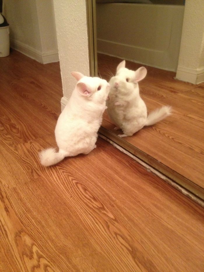 30 Pets That Discovered Mirrors