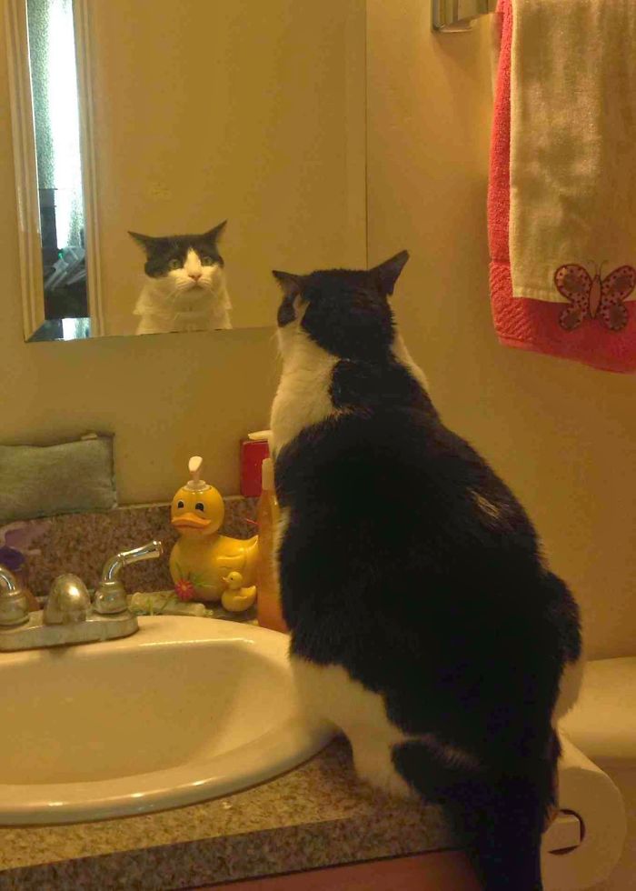 30 Pets That Discovered Mirrors