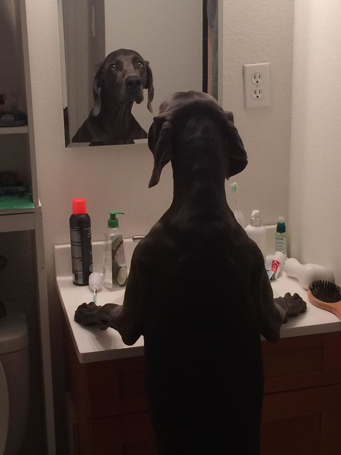 30 Pets That Discovered Mirrors