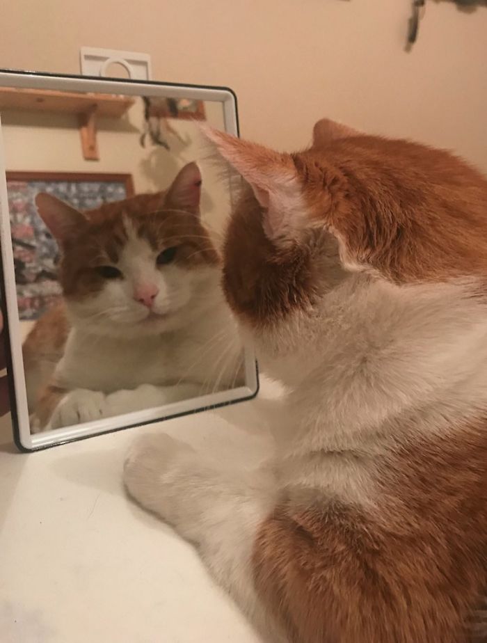 30 Pets That Discovered Mirrors