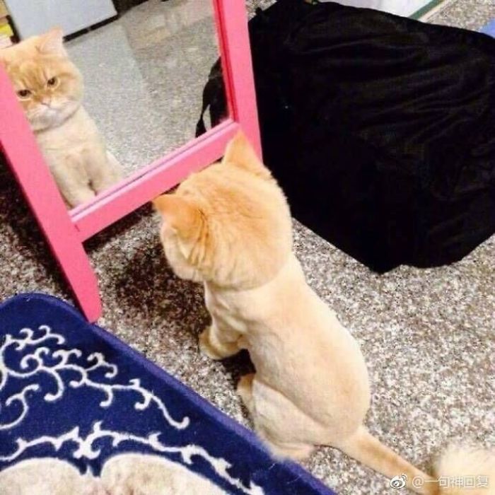 30 Pets That Discovered Mirrors