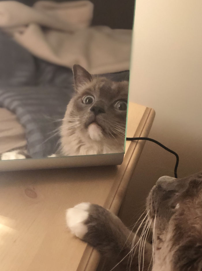 30 Pets That Discovered Mirrors
