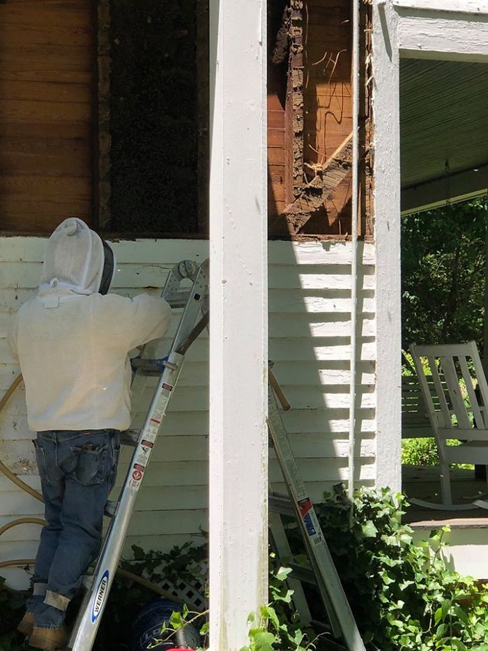 Bee Relocator Posts What He Found After Removing The Outside Wall From A Client’s Home, And His Photos Go Viral Bee Relocator Posts What He Found After Removing The Outside Wall From A Client’s Home, And His Photos Go Viral