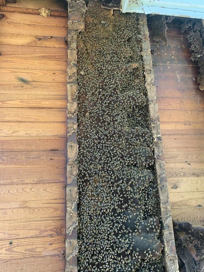 Bee Relocator Posts What He Found After Removing The Outside Wall From A Client’s Home, And His Photos Go Viral Bee Relocator Posts What He Found After Removing The Outside Wall From A Client’s Home, And His Photos Go Viral