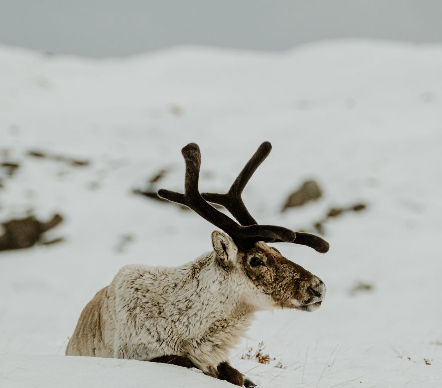 Here Are My 25 Photos Of Reindeer In Southeast Iceland Here Are My 25 Photos Of Reindeer In Southeast Iceland