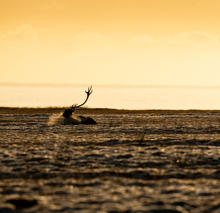 Here Are My 25 Photos Of Reindeer In Southeast Iceland Here Are My 25 Photos Of Reindeer In Southeast Iceland