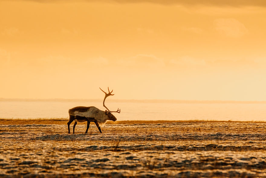 Here Are My 25 Photos Of Reindeer In Southeast Iceland Here Are My 25 Photos Of Reindeer In Southeast Iceland