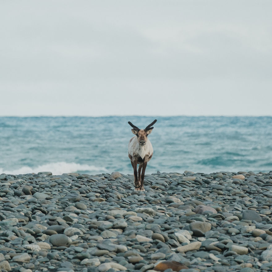 Here Are My 25 Photos Of Reindeer In Southeast Iceland Here Are My 25 Photos Of Reindeer In Southeast Iceland
