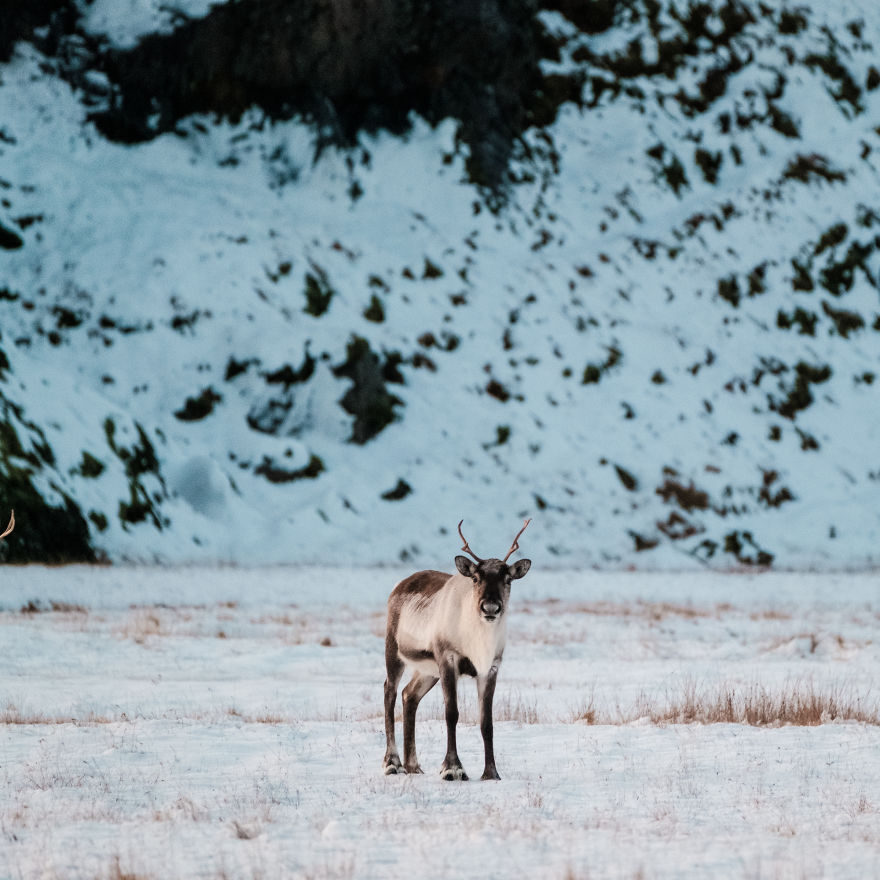 Here Are My 25 Photos Of Reindeer In Southeast Iceland Here Are My 25 Photos Of Reindeer In Southeast Iceland