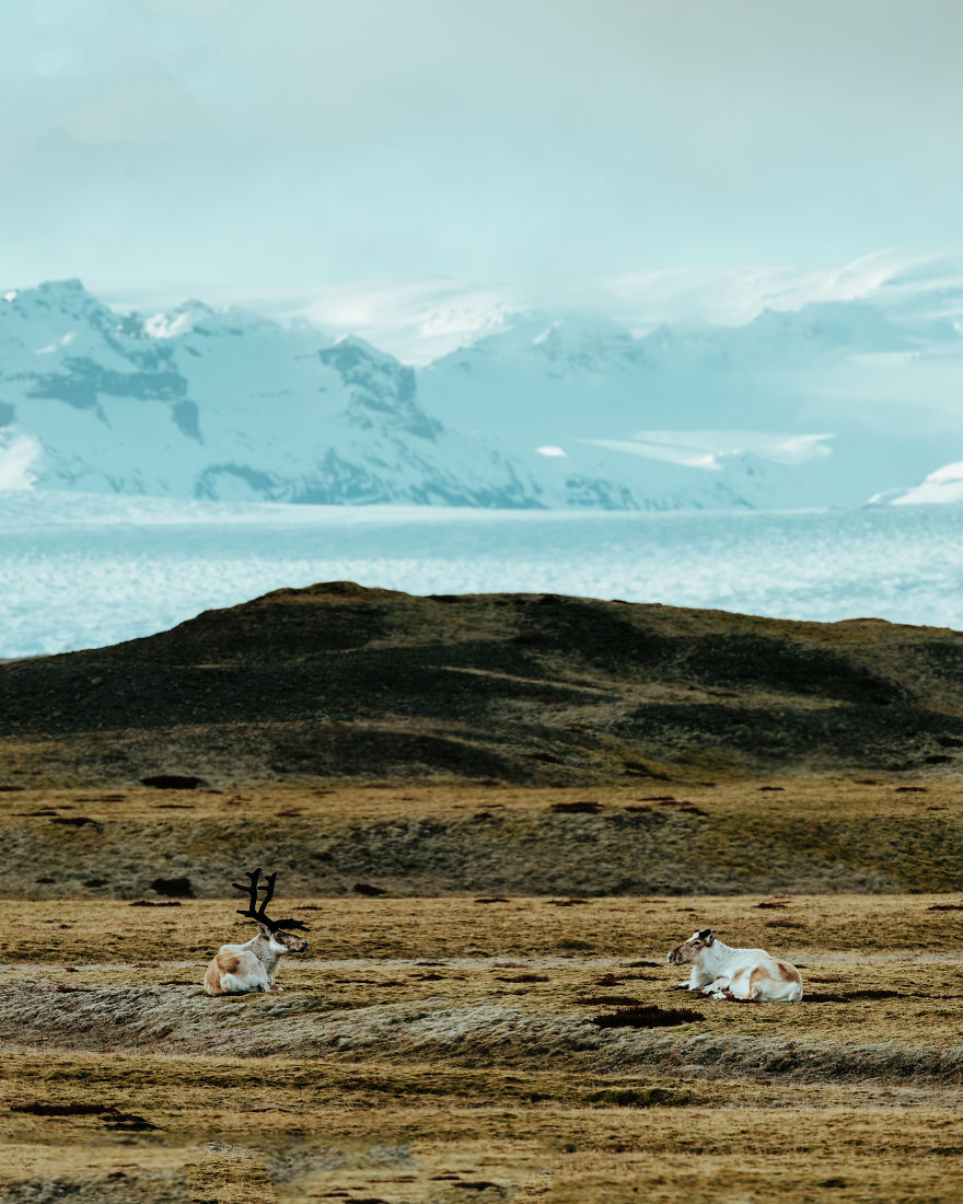 Here Are My 25 Photos Of Reindeer In Southeast Iceland Here Are My 25 Photos Of Reindeer In Southeast Iceland