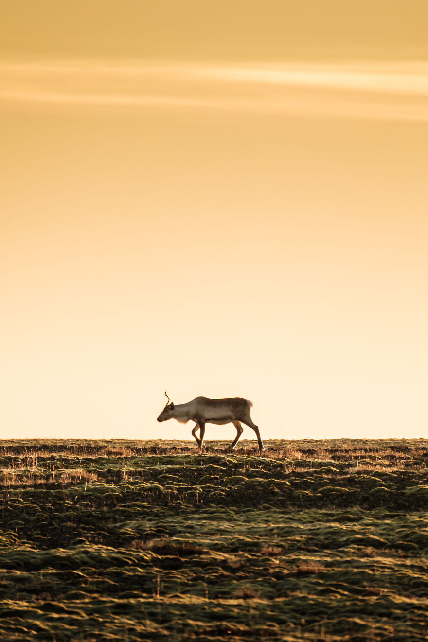 Here Are My 25 Photos Of Reindeer In Southeast Iceland Here Are My 25 Photos Of Reindeer In Southeast Iceland