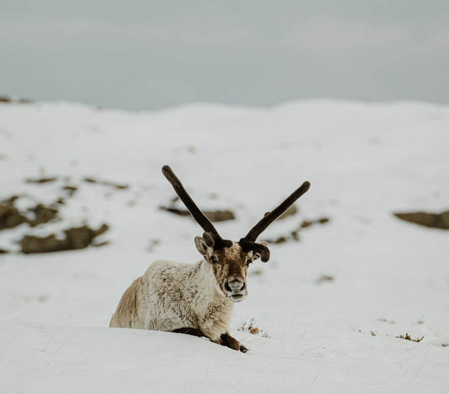 Here Are My 25 Photos Of Reindeer In Southeast Iceland Here Are My 25 Photos Of Reindeer In Southeast Iceland