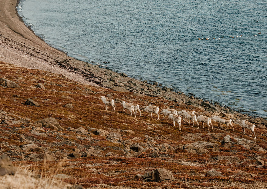 Here Are My 25 Photos Of Reindeer In Southeast Iceland Here Are My 25 Photos Of Reindeer In Southeast Iceland