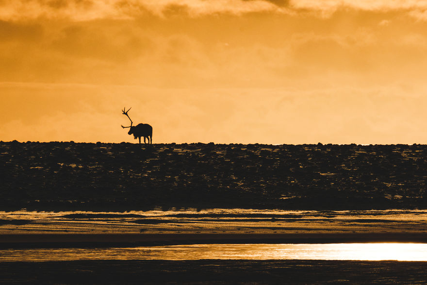 Here Are My 25 Photos Of Reindeer In Southeast Iceland Here Are My 25 Photos Of Reindeer In Southeast Iceland