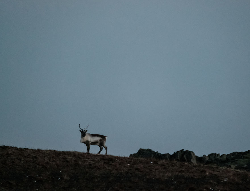Here Are My 25 Photos Of Reindeer In Southeast Iceland Here Are My 25 Photos Of Reindeer In Southeast Iceland