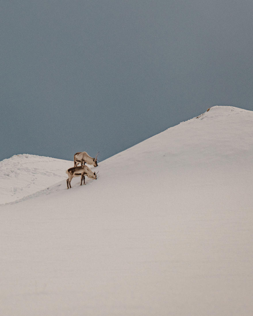 Here Are My 25 Photos Of Reindeer In Southeast Iceland Here Are My 25 Photos Of Reindeer In Southeast Iceland