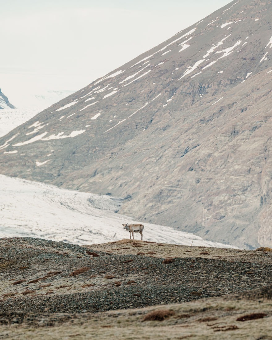 Here Are My 25 Photos Of Reindeer In Southeast Iceland Here Are My 25 Photos Of Reindeer In Southeast Iceland
