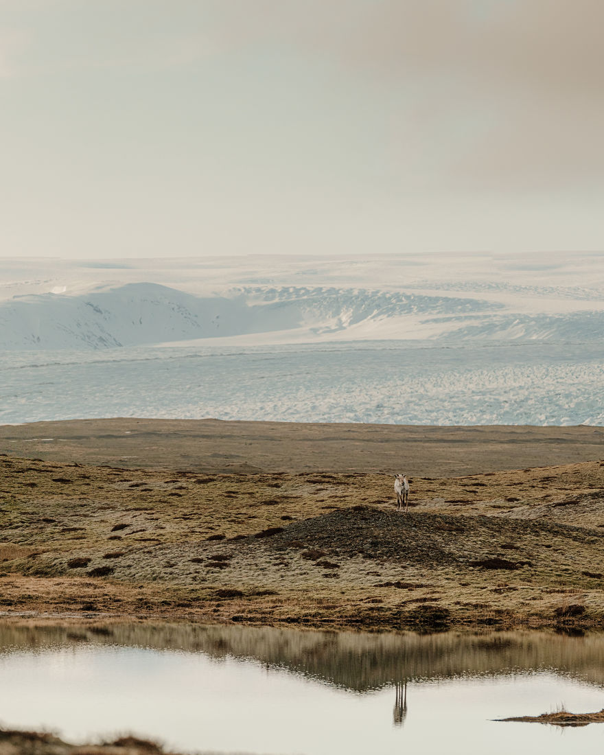 Here Are My 25 Photos Of Reindeer In Southeast Iceland Here Are My 25 Photos Of Reindeer In Southeast Iceland
