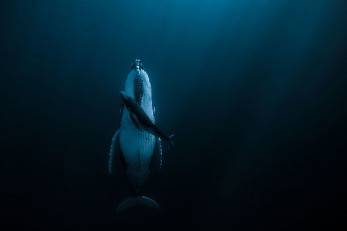Photo Of A Sleeping Whale With Her Calf Just Won $120,000 At The HIPA Contest And Here Are 17 Of The Winners