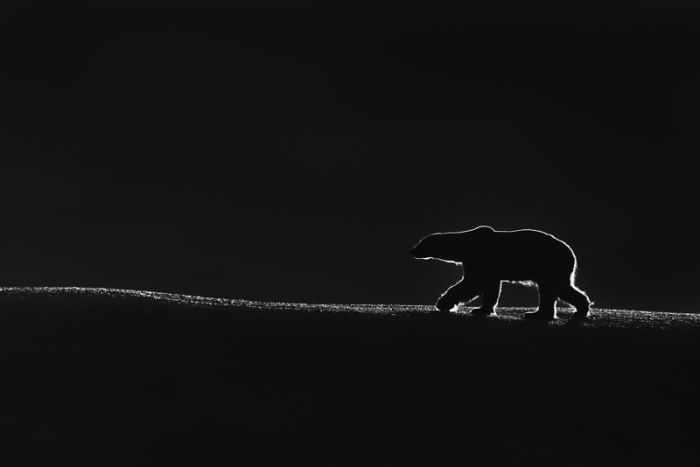 Photo Of A Sleeping Whale With Her Calf Just Won $120,000 At The HIPA Contest And Here Are 17 Of The Winners