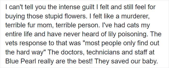Woman Almost Accidentally Kills Her Cat After It Plays With Lilies, Warns Others About Its Danger Woman Almost Accidentally Kills Her Cat After It Plays With Lilies, Warns Others About Its Danger