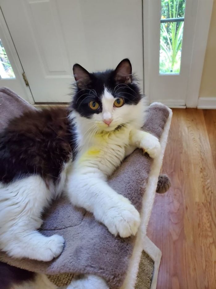 Woman Almost Accidentally Kills Her Cat After It Plays With Lilies, Warns Others About Its Danger Woman Almost Accidentally Kills Her Cat After It Plays With Lilies, Warns Others About Its Danger