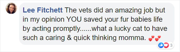 Woman Almost Accidentally Kills Her Cat After It Plays With Lilies, Warns Others About Its Danger Woman Almost Accidentally Kills Her Cat After It Plays With Lilies, Warns Others About Its Danger