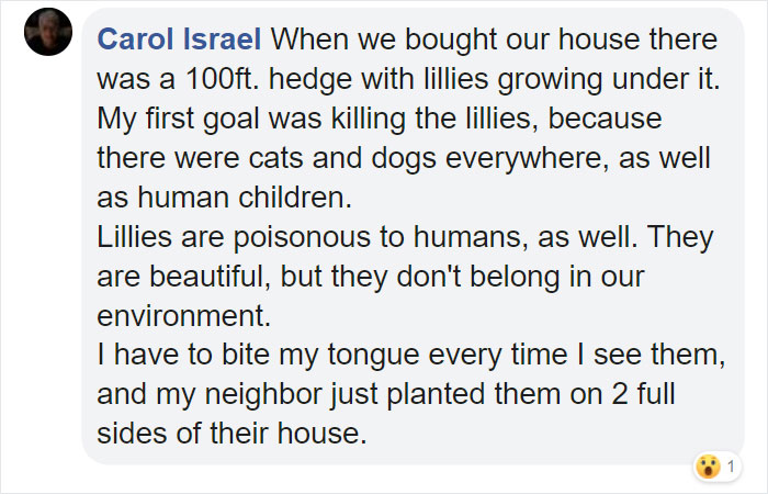 Woman Almost Accidentally Kills Her Cat After It Plays With Lilies, Warns Others About Its Danger Woman Almost Accidentally Kills Her Cat After It Plays With Lilies, Warns Others About Its Danger