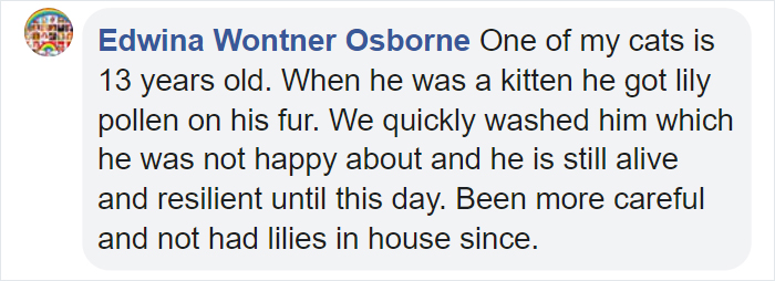 Woman Almost Accidentally Kills Her Cat After It Plays With Lilies, Warns Others About Its Danger Woman Almost Accidentally Kills Her Cat After It Plays With Lilies, Warns Others About Its Danger