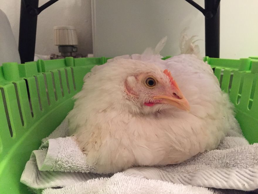 Heartwarming Story Of A Chicken Named Victoria Who Found A Loving Home After Escaping A Factory Farm Heartwarming Story Of A Chicken Named Victoria Who Found A Loving Home After Escaping A Factory Farm