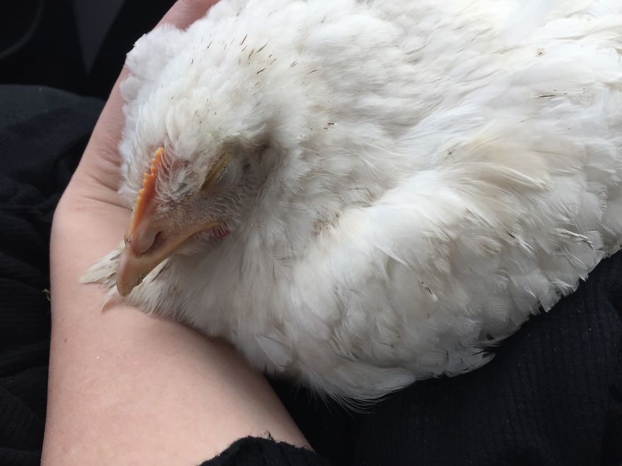Heartwarming Story Of A Chicken Named Victoria Who Found A Loving Home After Escaping A Factory Farm Heartwarming Story Of A Chicken Named Victoria Who Found A Loving Home After Escaping A Factory Farm