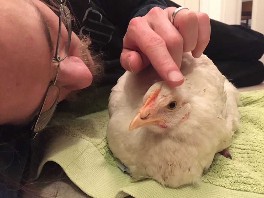 Heartwarming Story Of A Chicken Named Victoria Who Found A Loving Home After Escaping A Factory Farm Heartwarming Story Of A Chicken Named Victoria Who Found A Loving Home After Escaping A Factory Farm