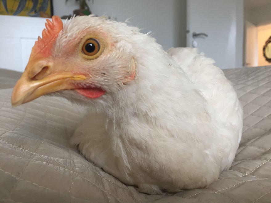 Heartwarming Story Of A Chicken Named Victoria Who Found A Loving Home After Escaping A Factory Farm Heartwarming Story Of A Chicken Named Victoria Who Found A Loving Home After Escaping A Factory Farm