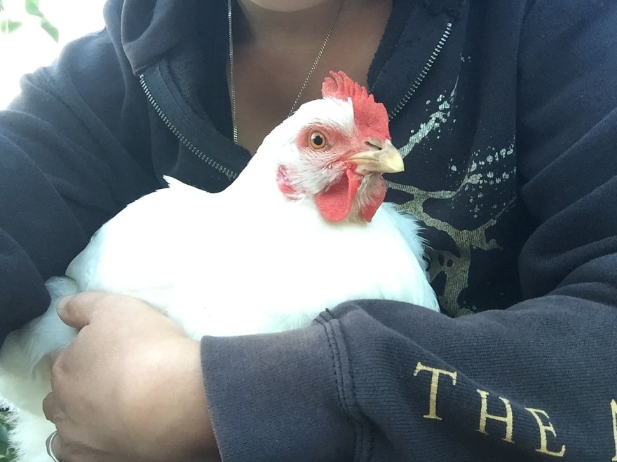 Heartwarming Story Of A Chicken Named Victoria Who Found A Loving Home After Escaping A Factory Farm Heartwarming Story Of A Chicken Named Victoria Who Found A Loving Home After Escaping A Factory Farm