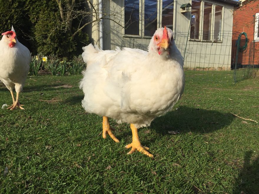 Heartwarming Story Of A Chicken Named Victoria Who Found A Loving Home After Escaping A Factory Farm Heartwarming Story Of A Chicken Named Victoria Who Found A Loving Home After Escaping A Factory Farm