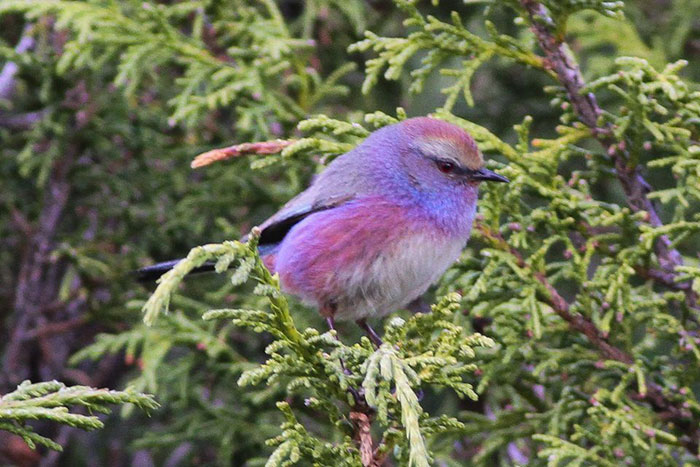 This Rainbow Bird Is Called The White-Browed Tit-Warbler And That Might Be The Silliest Name You’ve Heard
