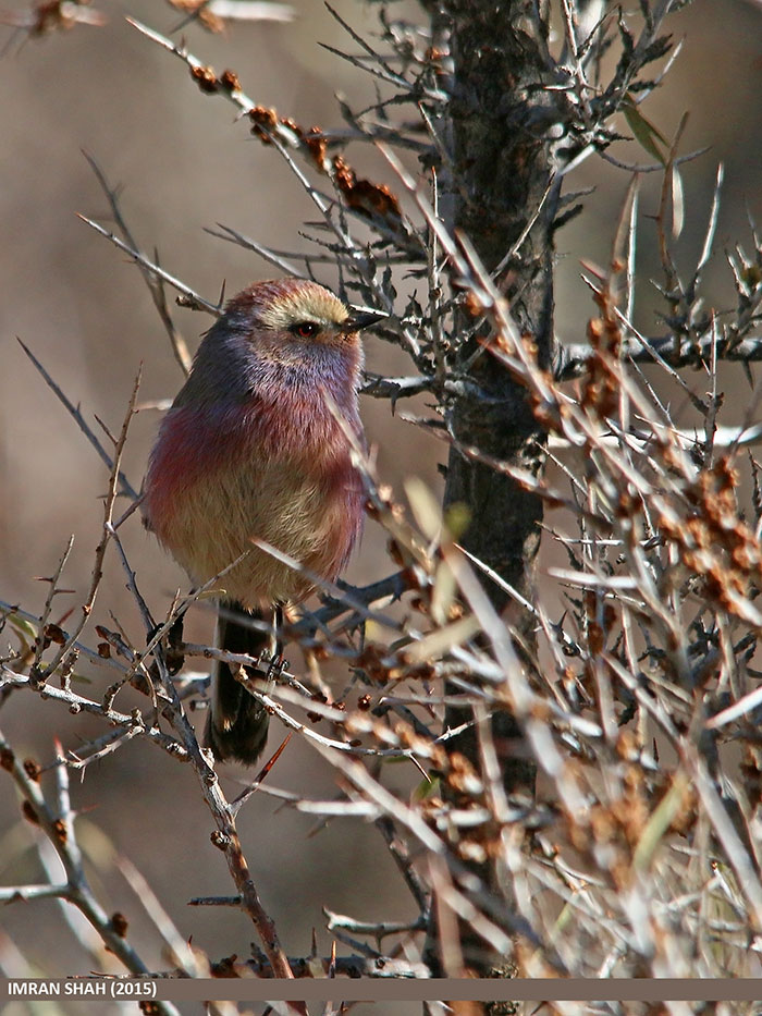 This Rainbow Bird Is Called The White-Browed Tit-Warbler And That Might Be The Silliest Name You’ve Heard