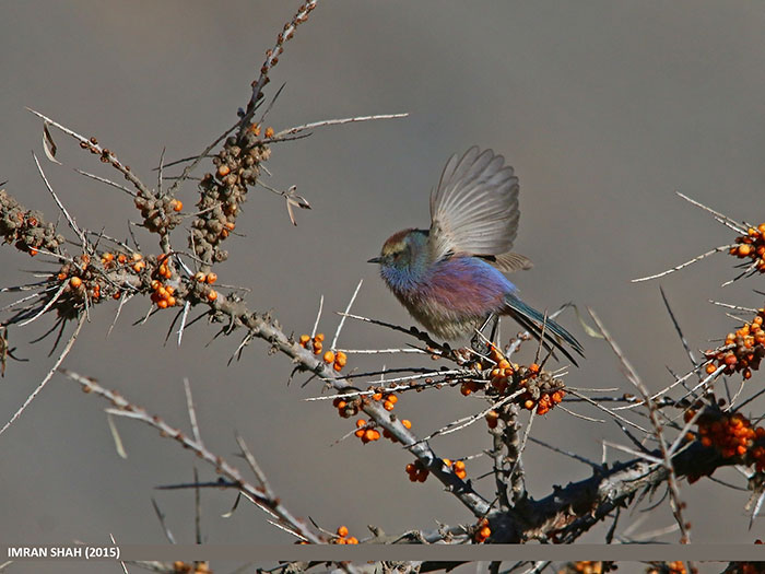 This Rainbow Bird Is Called The White-Browed Tit-Warbler And That Might Be The Silliest Name You’ve Heard