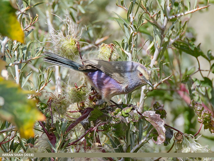 This Rainbow Bird Is Called The White-Browed Tit-Warbler And That Might Be The Silliest Name You’ve Heard
