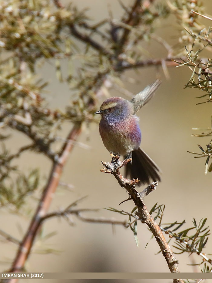 This Rainbow Bird Is Called The White-Browed Tit-Warbler And That Might Be The Silliest Name You’ve Heard